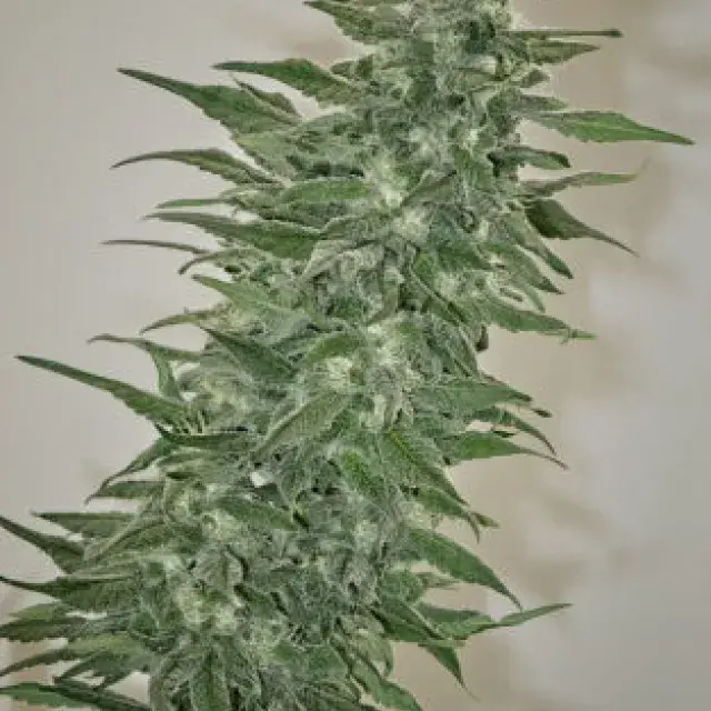 Rishi Kush Regular Cannabis Seeds