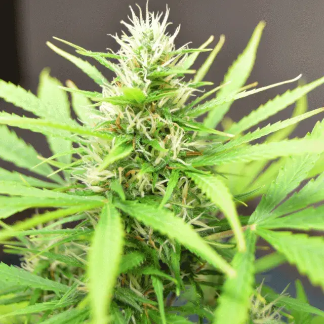 Robocrop Auto Feminised Cannabis Seeds | Cream Of The Crop