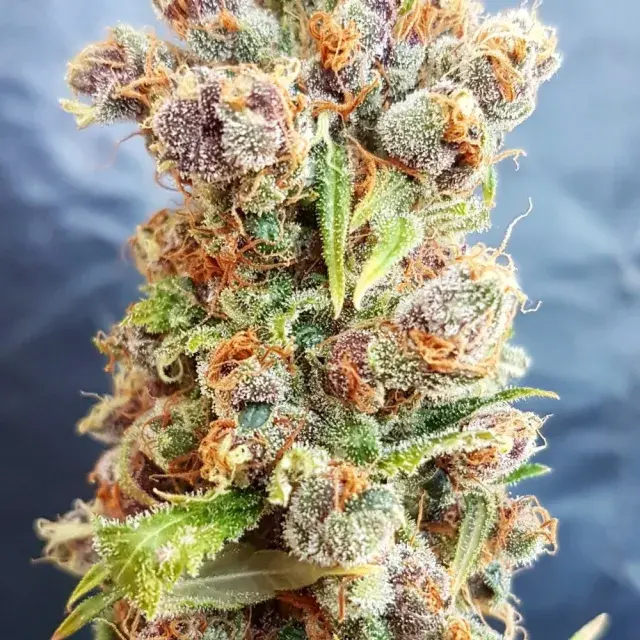 Romberry Regular Cannabis Seeds | Freedom of Seeds