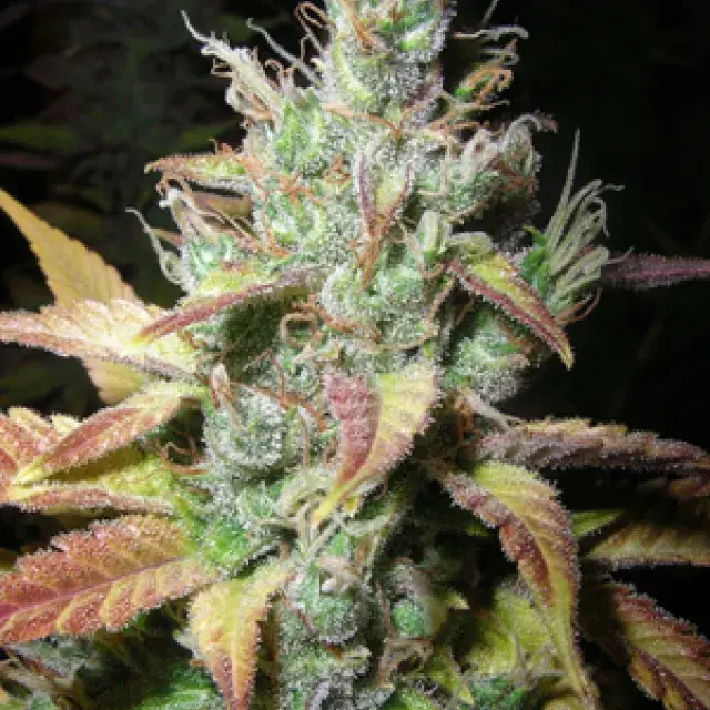 Romulan Diesel Regular Cannabis Seeds | Next Generation Seeds