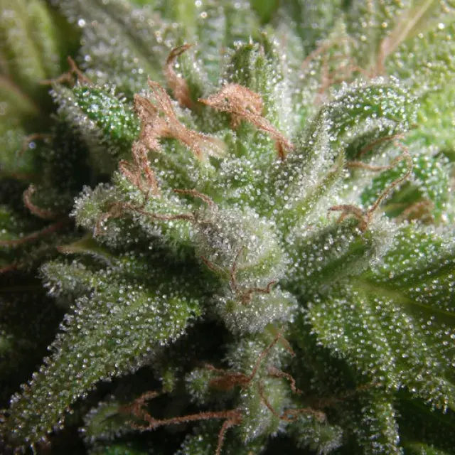 Romulan Hashplant Regular Cannabis Seeds | Next Generation Seeds 