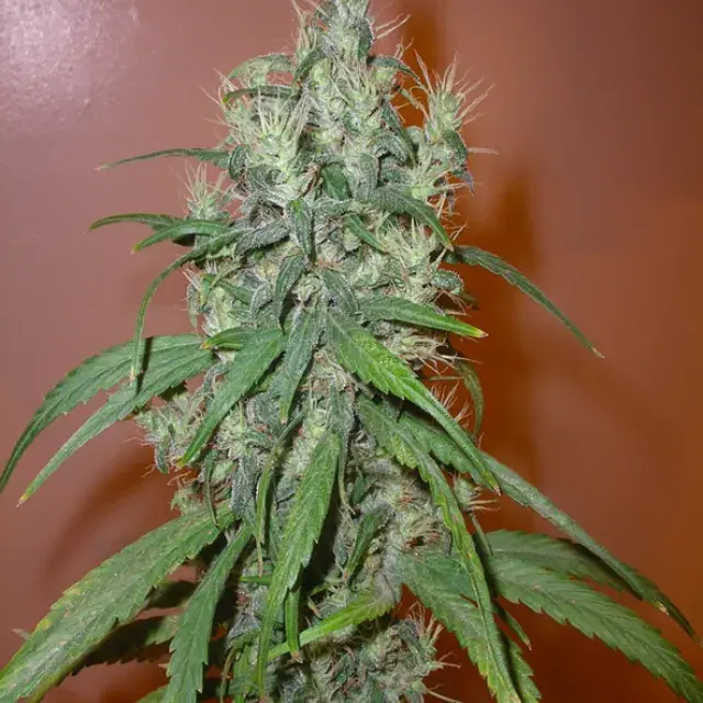 Romulan Haze Regular Cannabis Seeds | Next Generation Seeds  