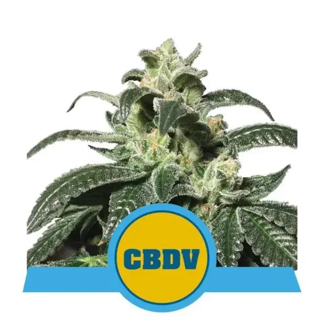 Royal CBDV Auto Feminised Cannabis Seeds | Royal Queen Seeds