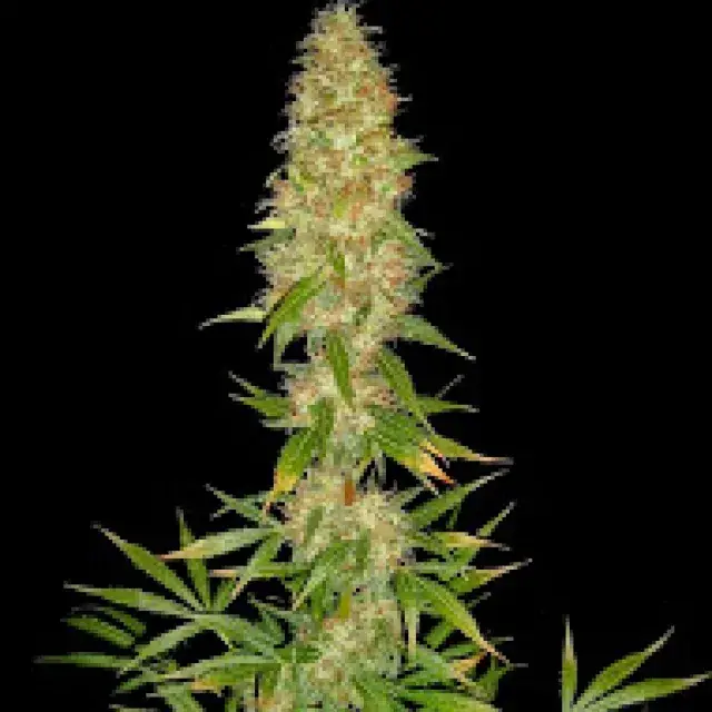 Royal Thai Regular Cannabis Seeds | Spliff Seeds