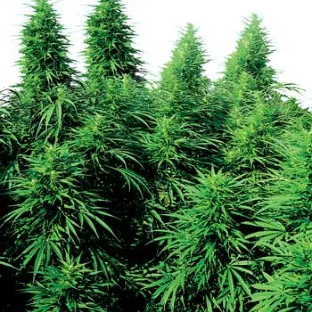 Ruderalis Skunk Regular Cannabis Seeds | Sensi Seeds 