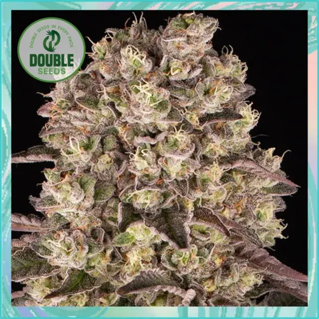 Runtz - Double Seeds
