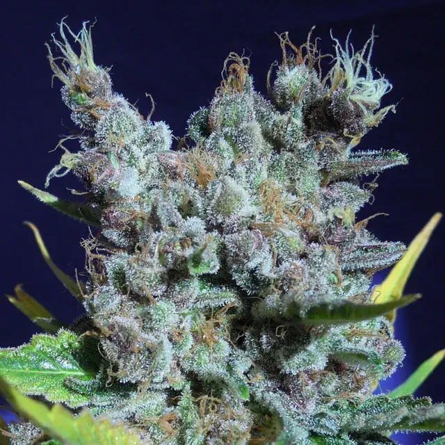Runtz Gum Feminised Cannabis Seeds | Original Sensible Seeds