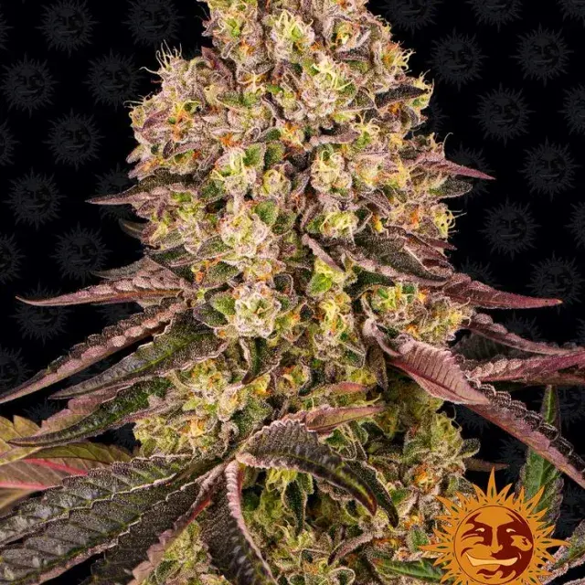 Runtz Muffin Feminised Cannabis Seeds | Barney's Farm 