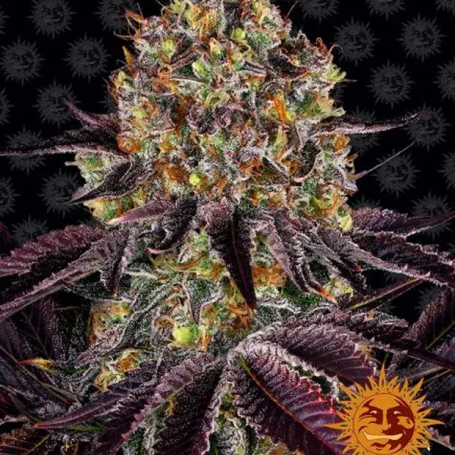 Runtz x Layer Cake Feminised Cannabis Seeds | Barney's Farm 