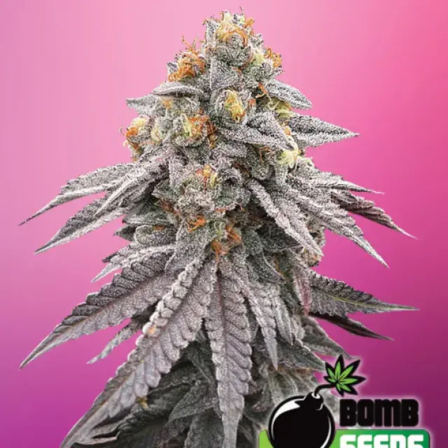 Runtz Bomb Feminised Cannabis Seeds | Bomb Seeds 