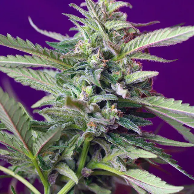 S.A.D. Automatic Feminised Cannabis Seeds | Sweet Seeds