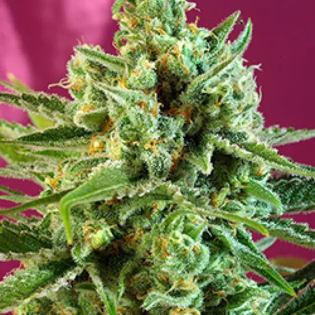 S.A.D. CBD Feminised Cannabis Seeds | Sweet Seeds