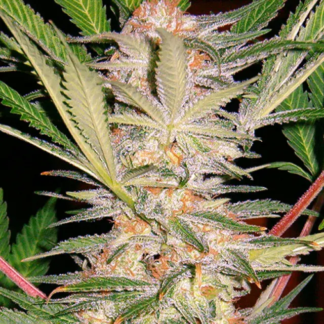S.A.D. Feminised Cannabis Seeds | Sweet Seeds