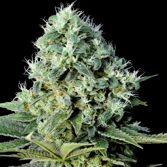 Santa Bilbo Feminised Cannabis Seeds