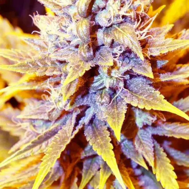 SAN FRANCISCO OG x SCBDX Feminised Cannabis Seeds