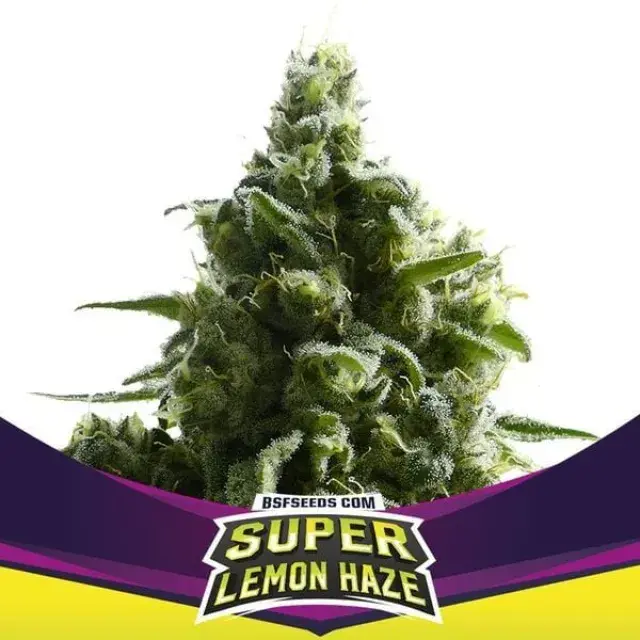 SLH Cannabis Seeds - BSF Seeds Feminised Cannabis Seeds - BSF Seeds