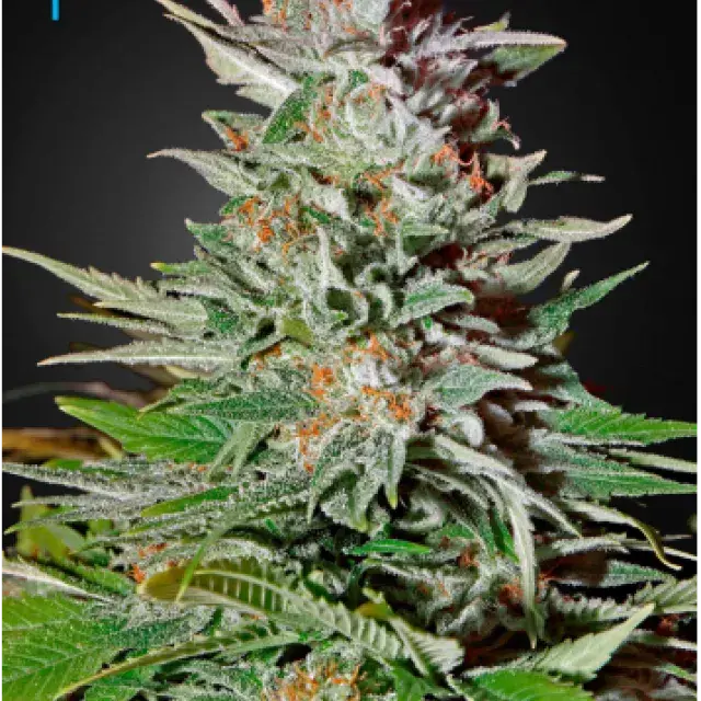 Super Lemon Haze Auto Feminised Cannabis Seeds | Green House Seeds