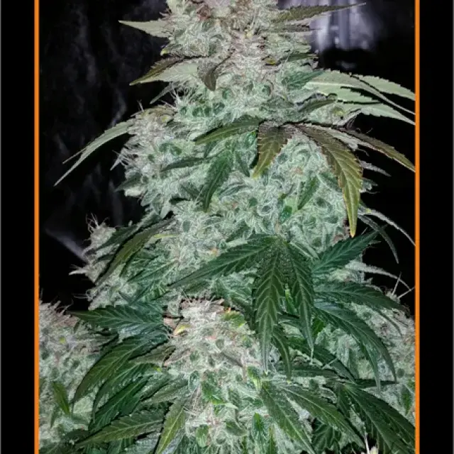 SODK Auto Feminised Cannabis Seeds