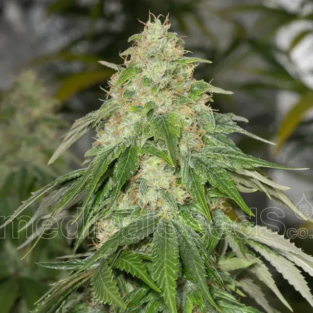 Some Sweet Feminised Cannabis Seeds | Medical Seeds
