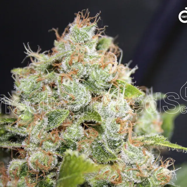 BCN Sour Diesel Feminised Cannabis Seeds | Medical Seeds