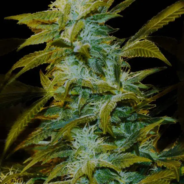 Super Silver Bilbo Feminised Cannabis Seeds