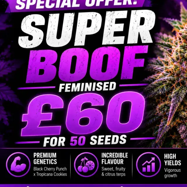 Superboof Feminised Cannabis Seeds | 50 Bulk Seeds