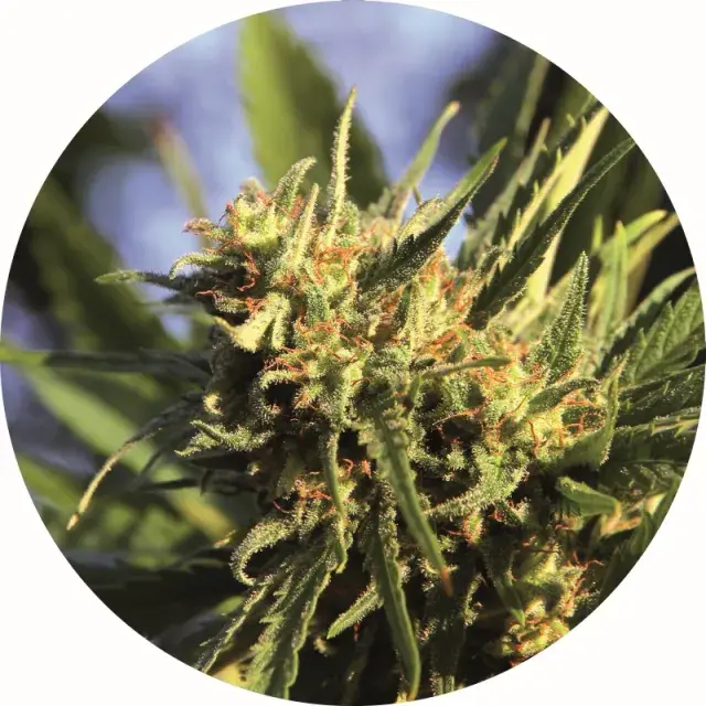 Super Auto Tao Regular Cannabis Seeds
