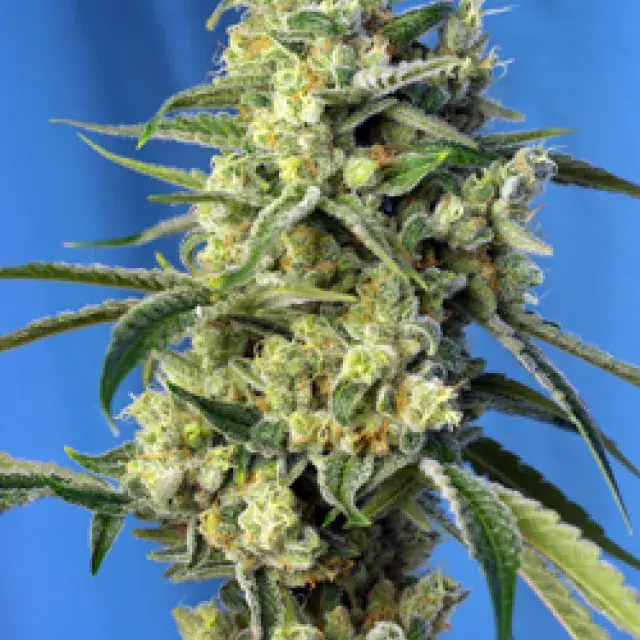 Sweet Amnesia Haze Feminised Cannabis Seeds | Sweet Seeds