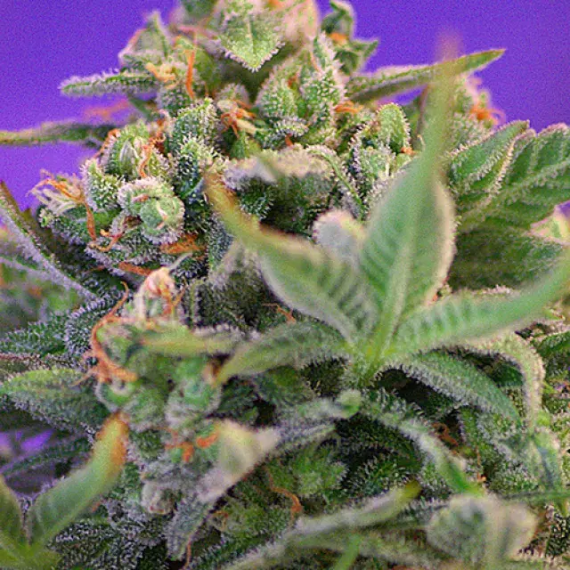 Sweet Cheese Feminised Cannabis Seeds | Sweet Seeds