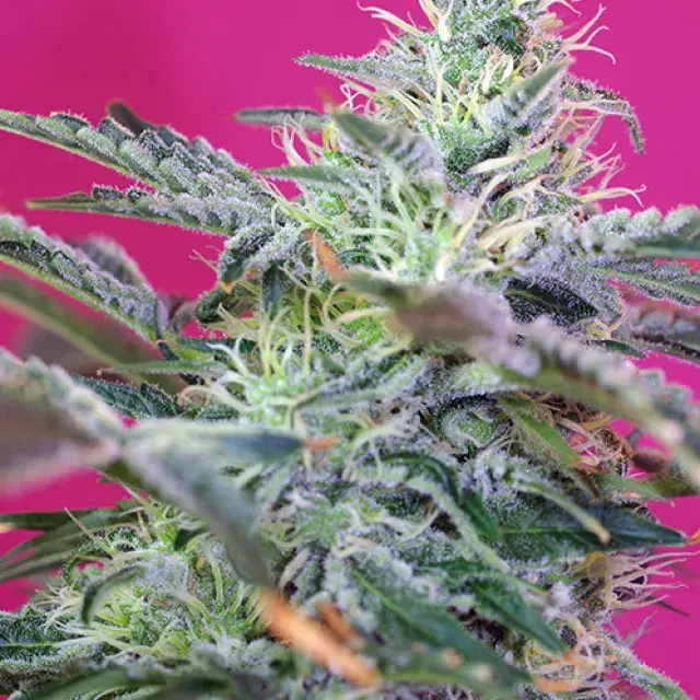 Sweet Cheese Auto Feminised Cannabis Seeds | Sweet Seeds