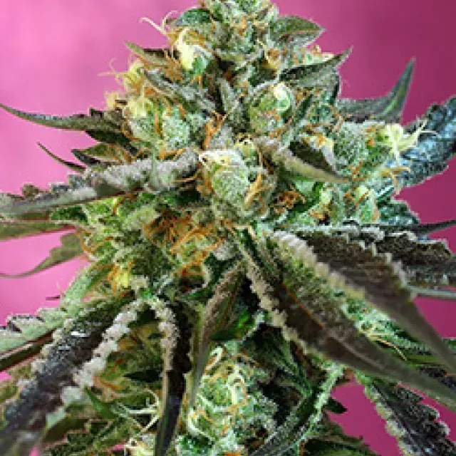 Sweet Nurse Auto Feminised Cannabis Seeds | Sweet Seeds