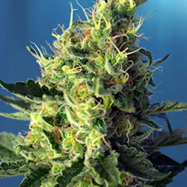 Sweet Mimosa OG XL Auto Feminised Cannabis Seeds | Sweet Seeds