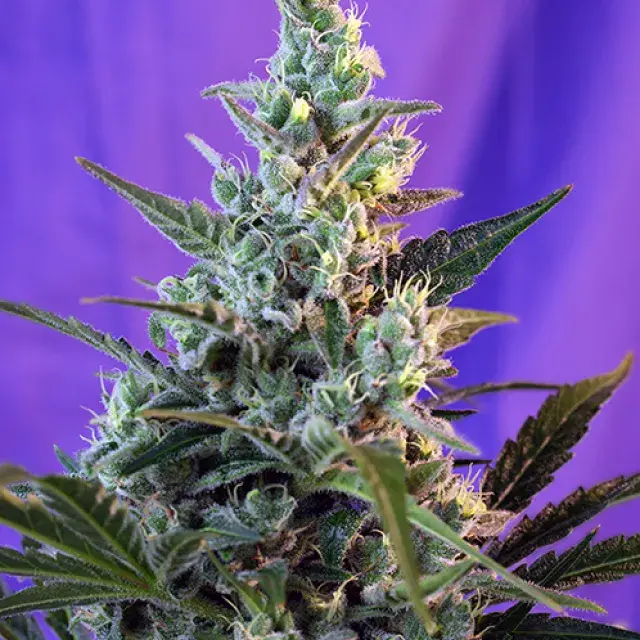 Auto Sweet Skunk Feminised Cannabis Seeds | Sweet Seeds
