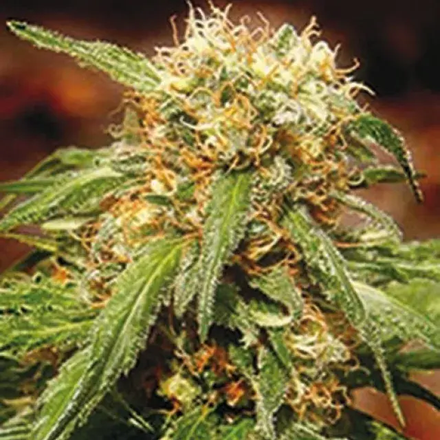 Sweet Tai Feminised Cannabis Seeds | Sweet Seeds