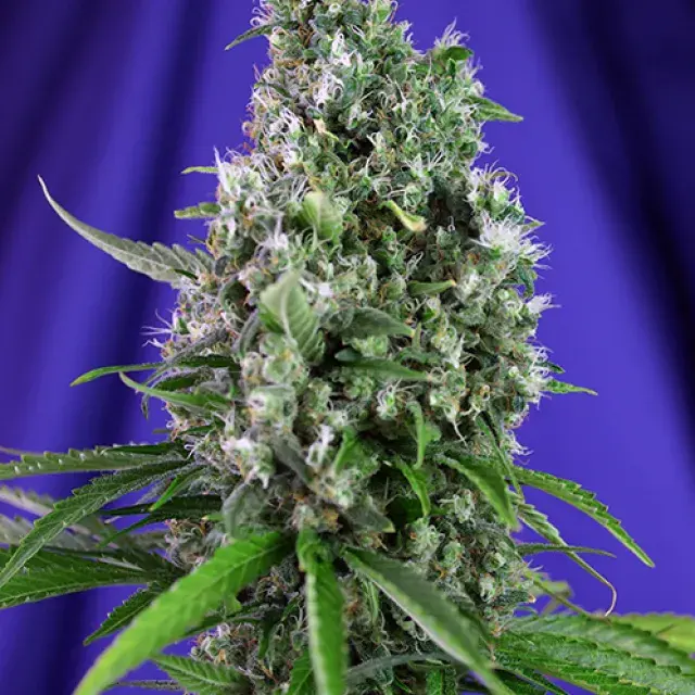 Sweet Trainwreck Auto Feminised Cannabis Seeds | Sweet Seeds