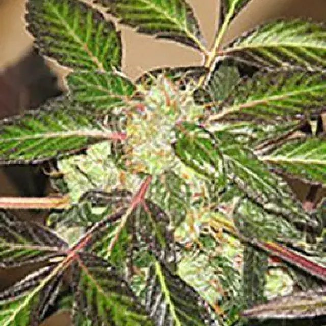 Indica XXL Feminised Cannabis Seeds | Sagarmatha Seeds