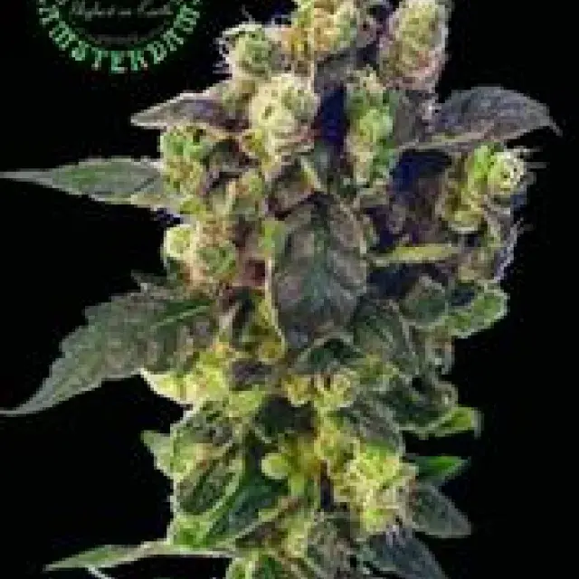 Blue Thunder Regular Cannabis Seeds | Sagarmatha Seeds