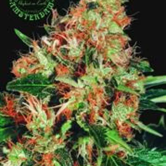 Mangolian Indica Regular Cannabis Seeds | Sagarmatha Seeds