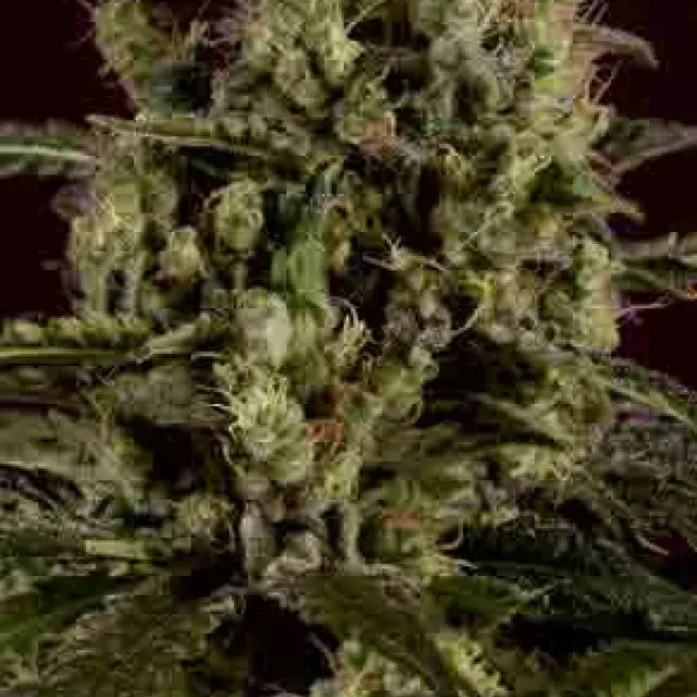 SAGE n SOUR x SCBDX Feminised Cannnabis Seeds