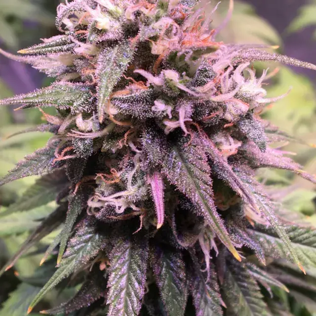 San Francisco Sour Dough Feminised Cannabis Seeds | Top Shelf Elite