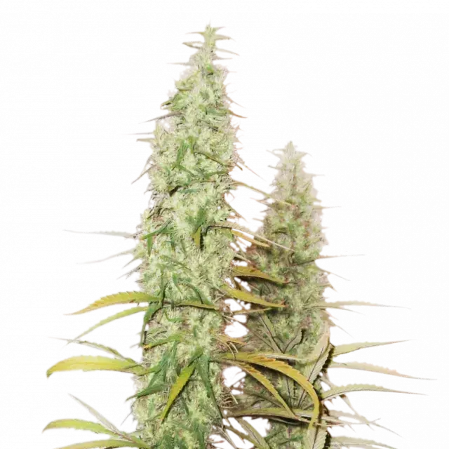 Santa Marta Haze Auto Feminised Cannabis Seeds | Seed Stockers