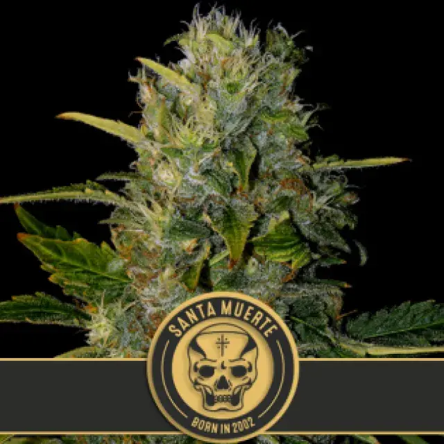 Santa Muerte Feminised Cannabis Seeds | Blim Burn Seeds 