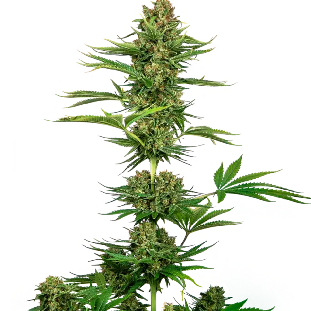 Satin Black Domina CBD Feminised Cannabis Seeds - Sensi Seeds
