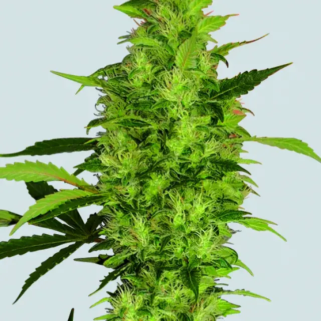 Sour Diesel Feminised Cannabis Seeds | Nirvana