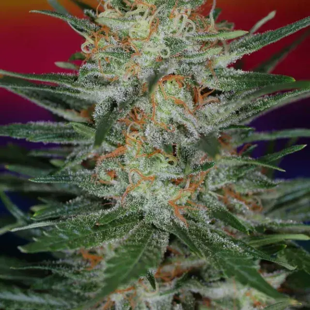 Scarlet Queen Regular Cannabis Seeds | TGA Seeds 