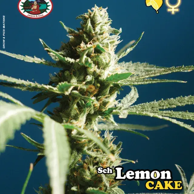 Sch' Lemon Cake Feminised Cannabis Seeds | Big Buddha Seeds 