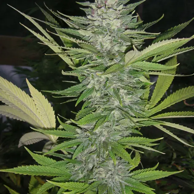 Brainwarp Regular Cannabis Seeds | Secret Valley