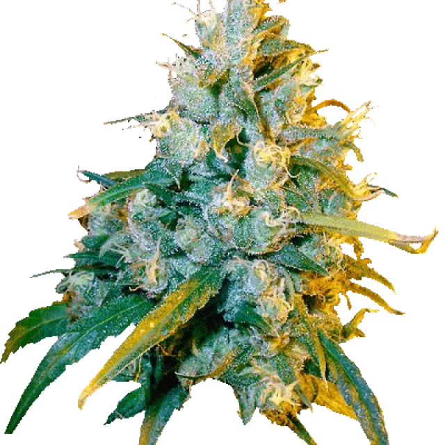 Jamaican Grape Regular Cannabis Seeds | Secret Valley