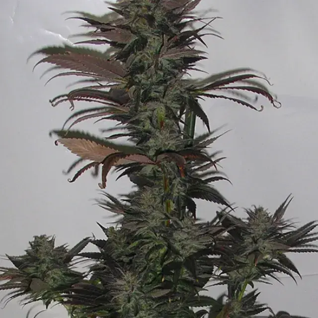 Northern Flame Regular Cannabis Seeds | Secret Valley