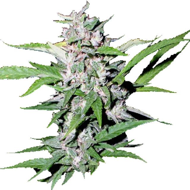 Top Dollar Regular Cannabis Seeds | Secret Valley